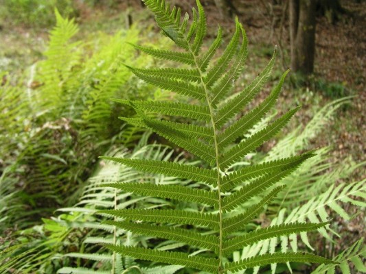 Southern Shield Fern